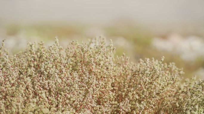 自然风光戈壁滩植物骆驼刺