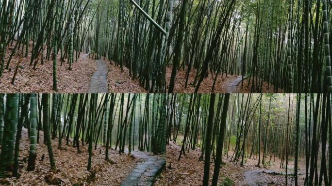 竹林5（1080P）