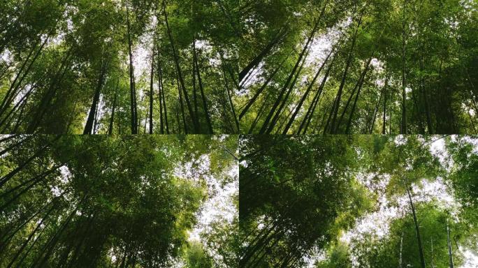 竹林3（1080P）