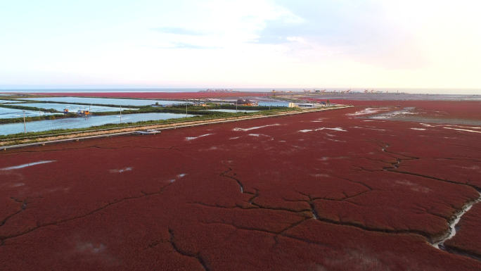 红海滩、碱蓬草、盐碱地、海滩、湿地