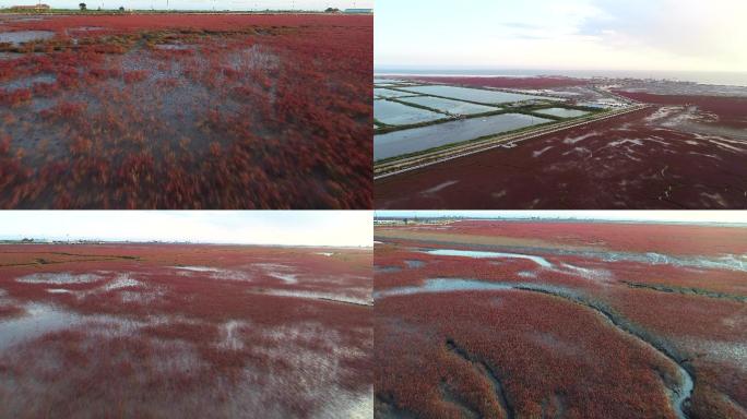 红海滩、碱蓬草、盐碱地、海滩、湿地