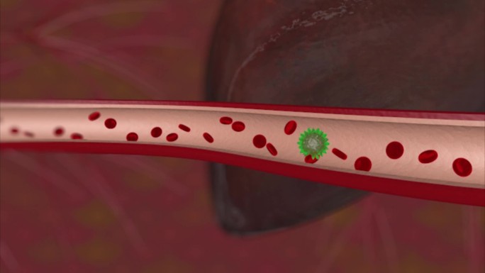 红细胞在血管运动