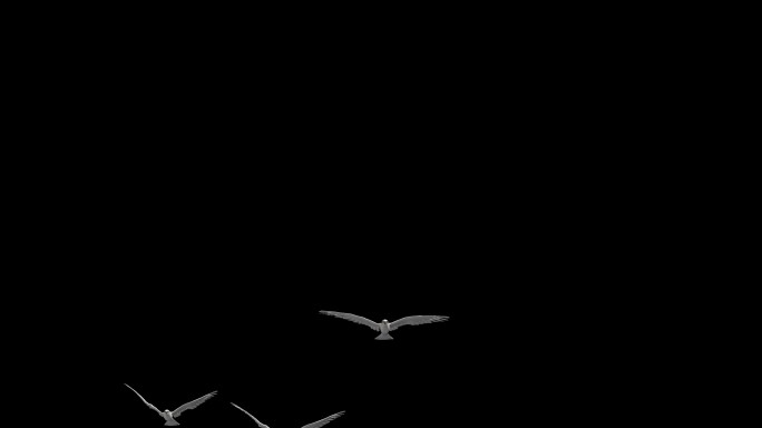 鸽子鸽群和平鸽飞行4K透明背景7