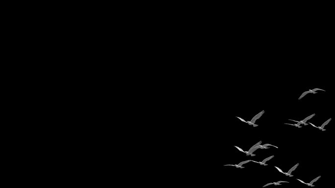 鸽子鸽群和平鸽飞行4K透明背景3