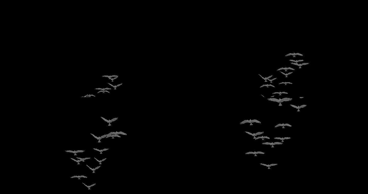 鸽子鸽群和平鸽飞行4K透明背景8
