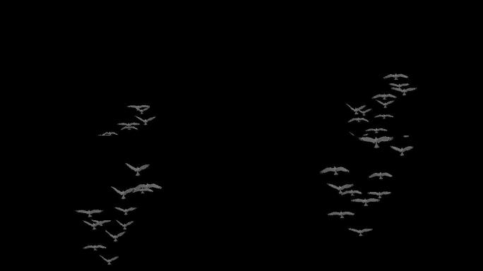 鸽子鸽群和平鸽飞行4K透明背景8