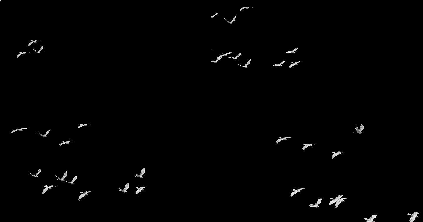 鸽子鸽群和平鸽飞行4K透明背景1