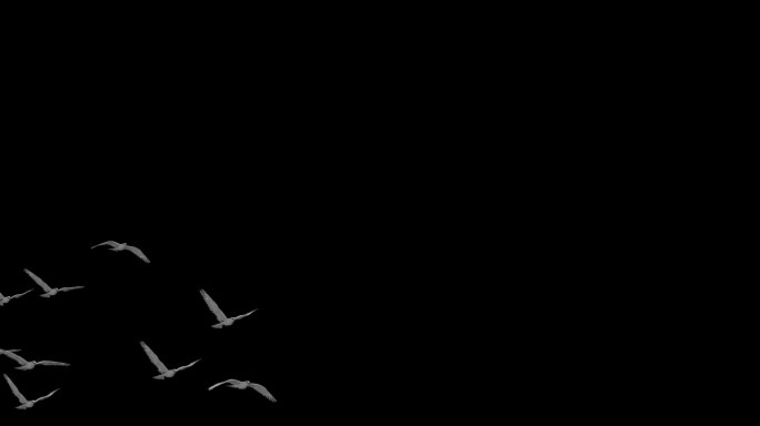鸽子鸽群和平鸽飞行4K透明背景2