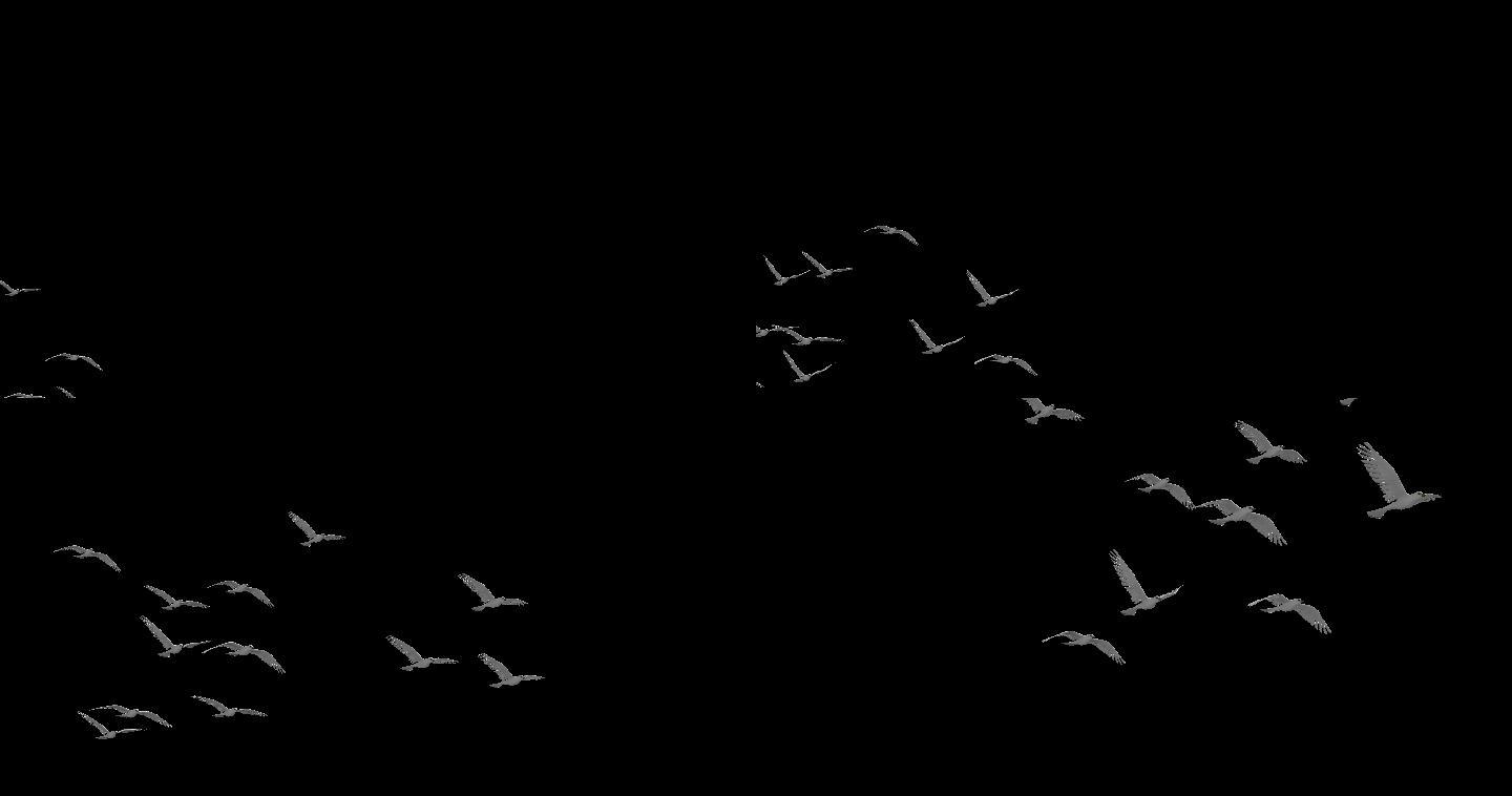 鸽子鸽群和平鸽飞行4K透明背景2