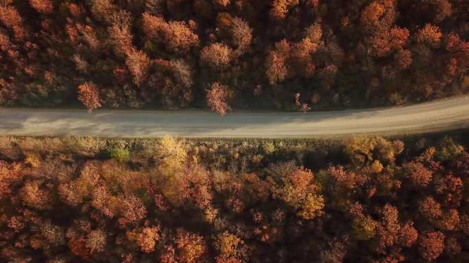 4K树林公路航拍秋季枫树林