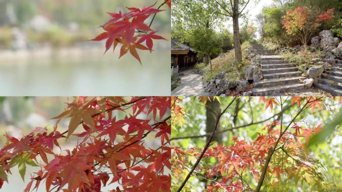 秋天红枫叶实拍视频素材