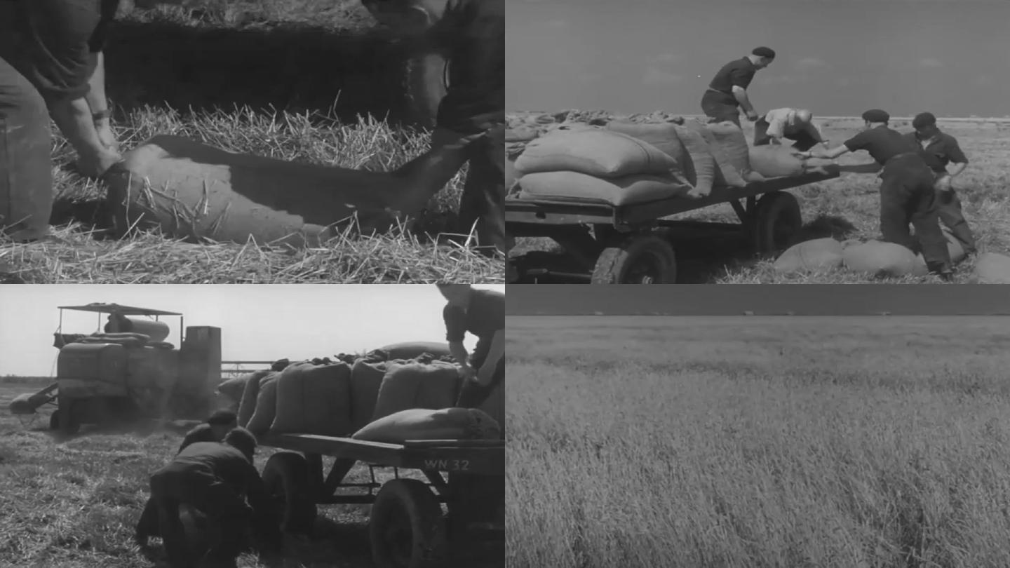 50年代小麦收割