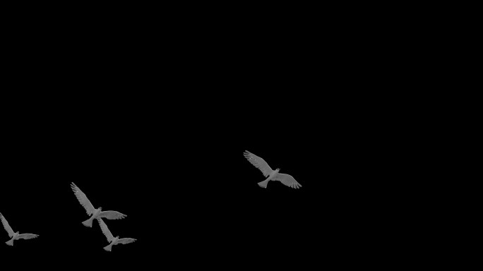 鸽子鸽群和平鸽飞行4K透明背景11