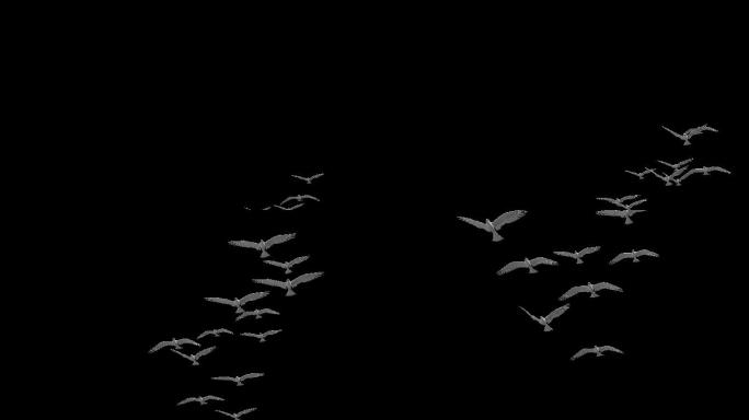 鸽子鸽群和平鸽飞行4K透明背景10
