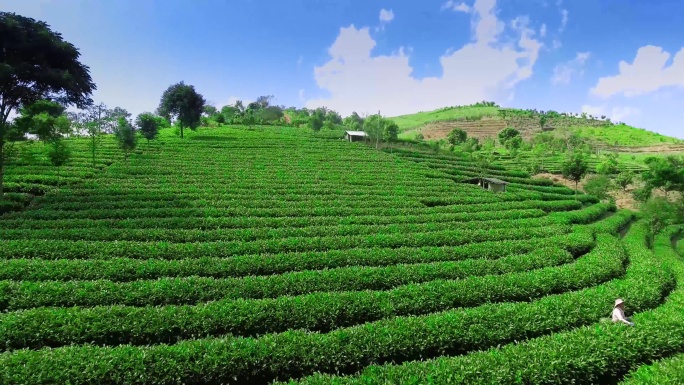 茶叶种植园和茶山4K航拍