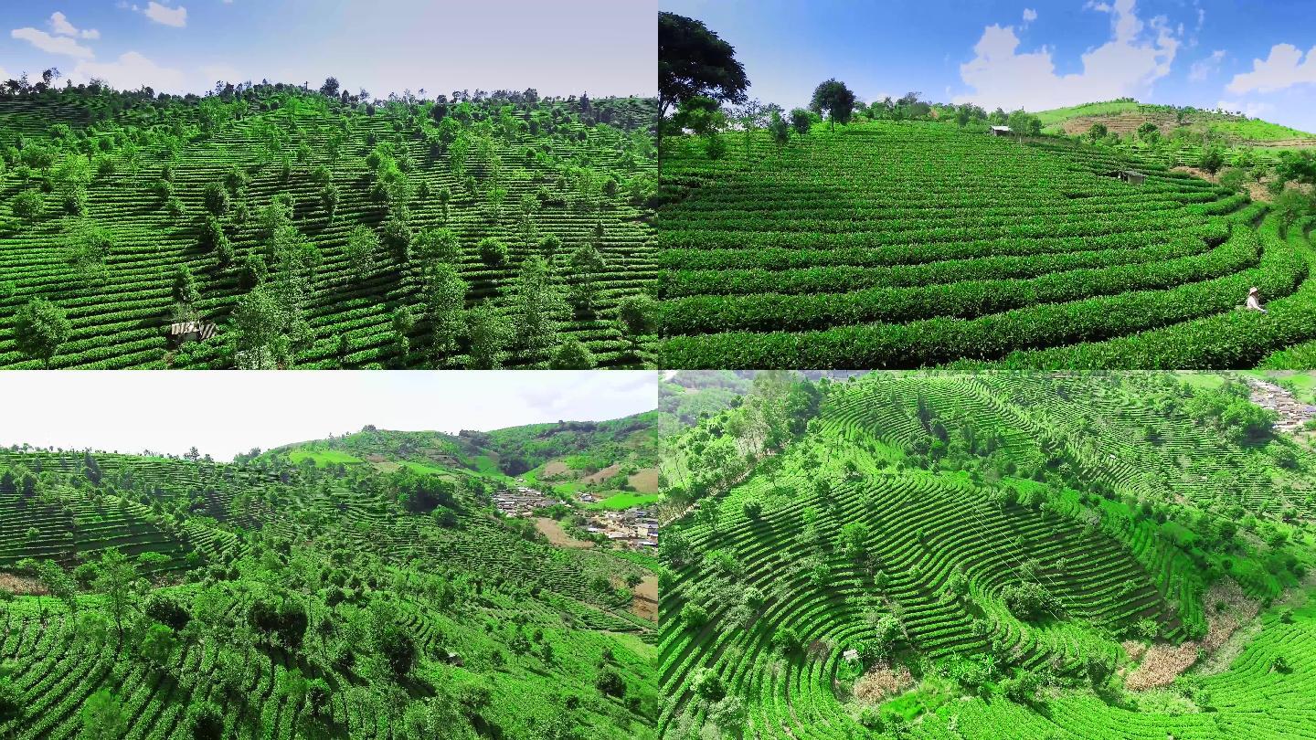 茶叶种植园和茶山4K航拍