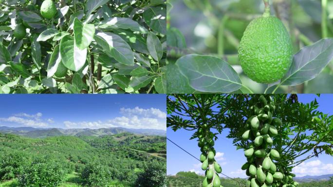 牛油果木瓜种植园