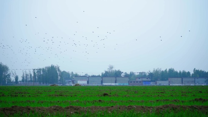 田野飞翔的鸟群