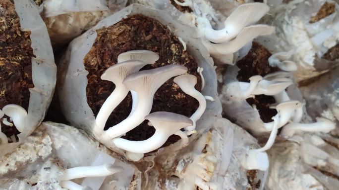袖/秀珍菇-蘑菇