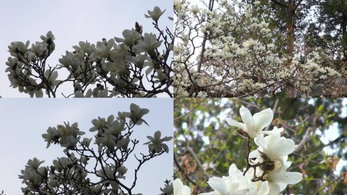 北京古刹大觉寺古玉兰花盛开花卉花朵开花