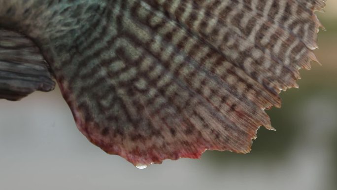 青石斑鱼细节展示