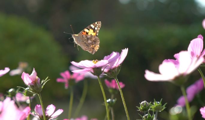 4K唯美自然空镜-阳光花朵蜜蜂-清晨