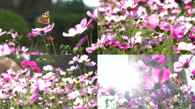 4K唯美自然空镜-阳光花朵蜜蜂-清晨