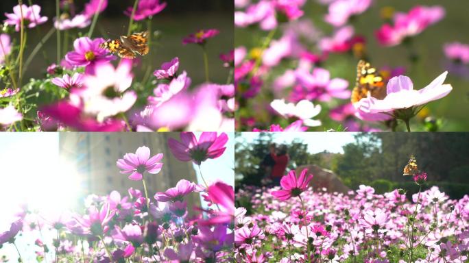 4K自然景观-花朵蝴蝶蜜蜂升格慢镜头
