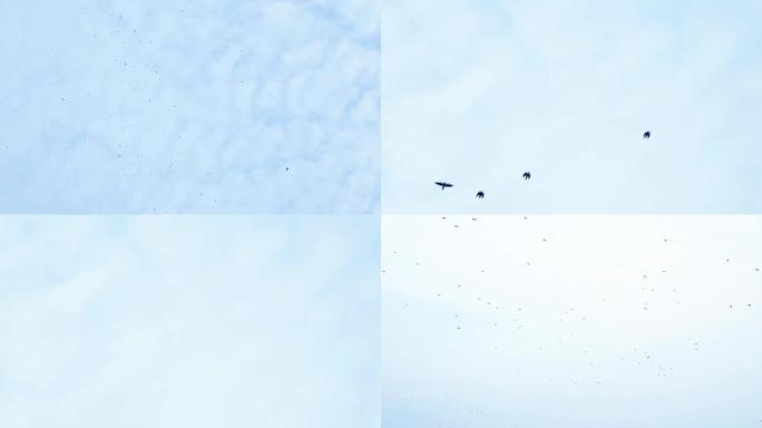 空中盘旋的鸟群