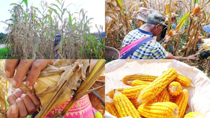 民族村寨的玉米地劳作