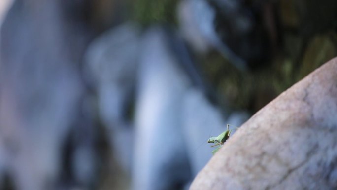 溪水边螳螂喝水小鱼游荡