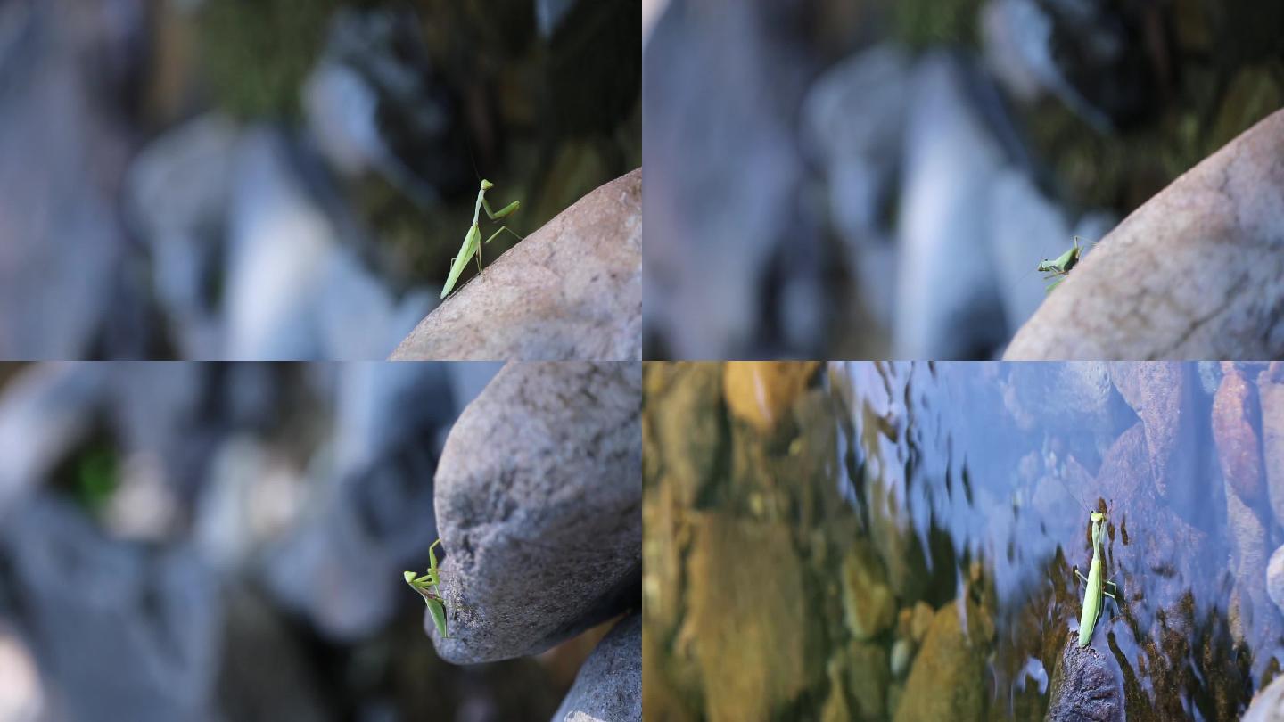 溪水边螳螂喝水小鱼游荡