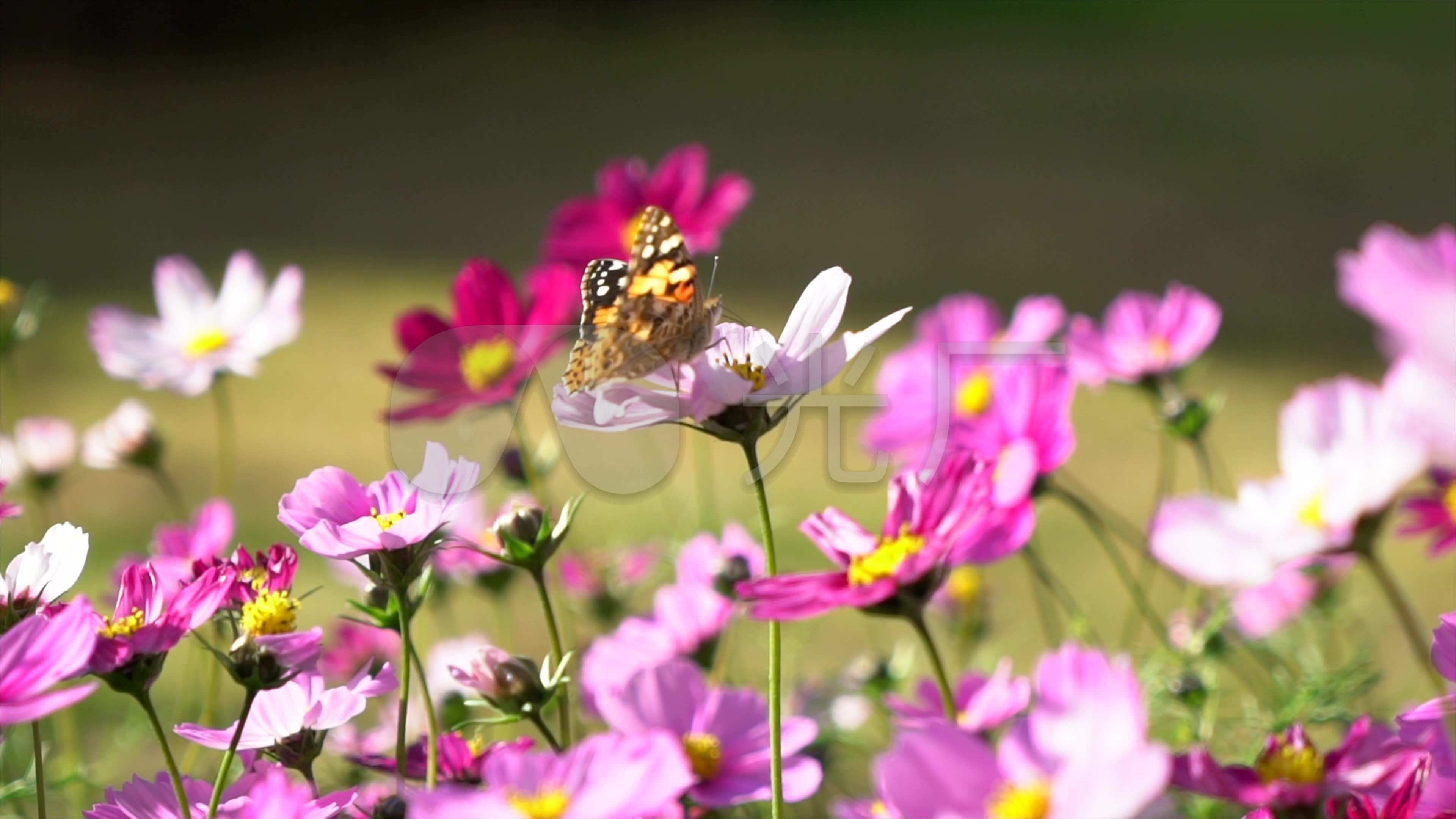 【花蝴蝶和小蜜蜂的故事摄影图片】PEK生态摄影_L