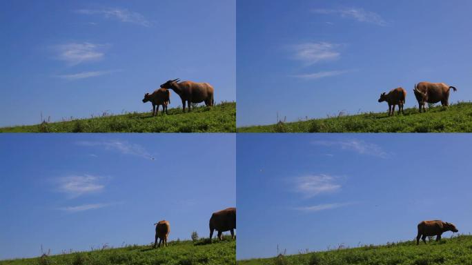 蓝天下草地上的水牛06