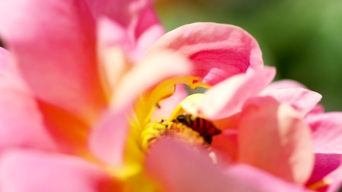 月季花蜜蜂采蜜特写