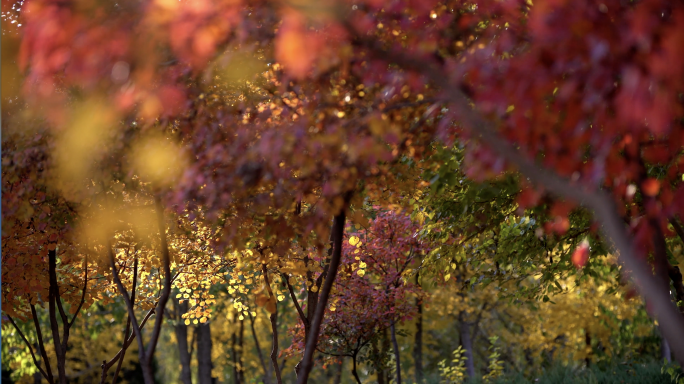 五颜六色的秋天自然景色