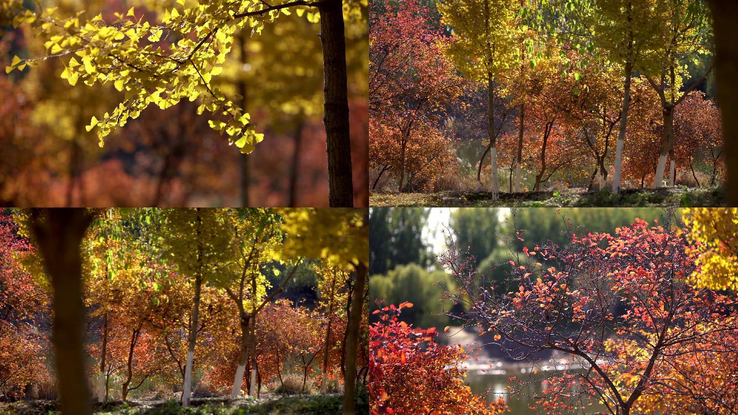 五颜六色的秋天自然景色