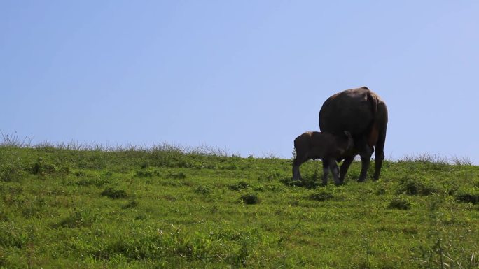 蓝天下草地上的水牛母子