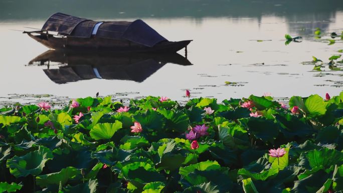 河流荷花乌篷船02