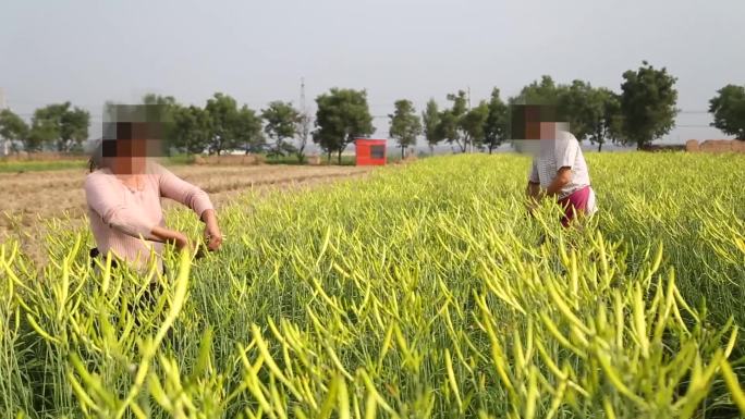 农业黄花菜采摘加工