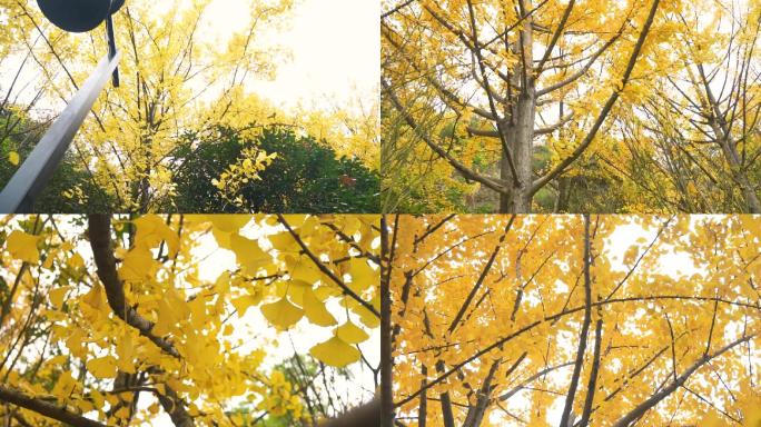 秋天银杏树之恋金黄色的银杏树叶子秋叶落