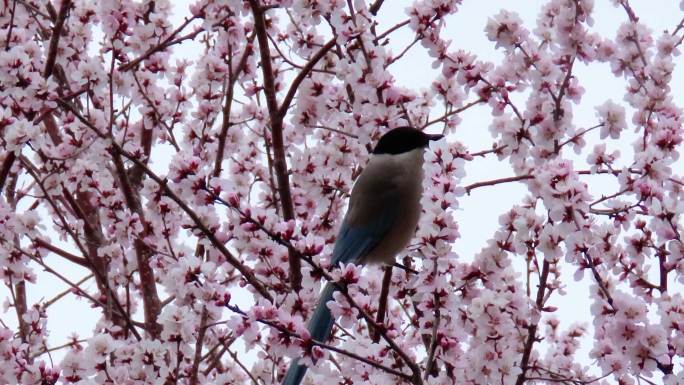 桃花、喜鹊、春雪