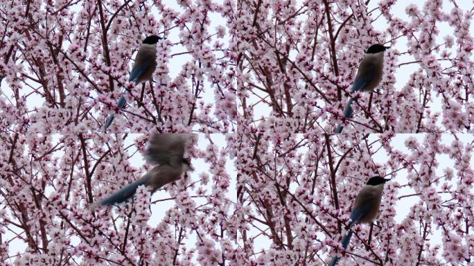 桃花、喜鹊、春雪