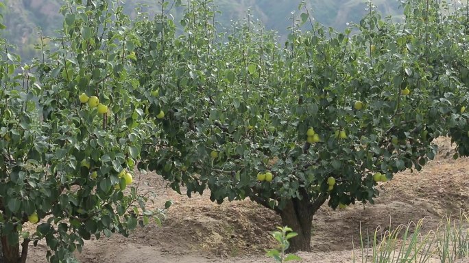 农业种植酥梨