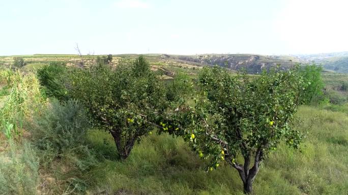 航拍农业种植酥梨