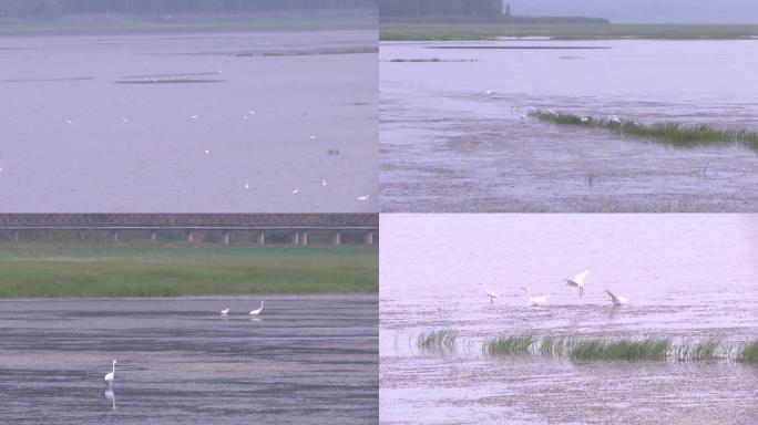 高清：黄河湿地白鹭飞