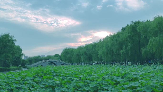 荷塘荷花荷池