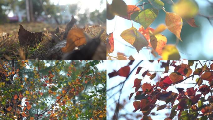 【4K视频】秋天树叶逆光小清新