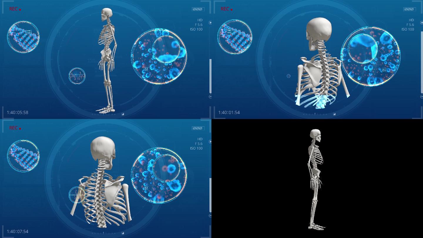 人体模型骨骼模型