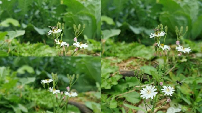 野蜜蜂采蜜